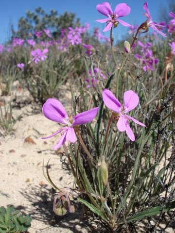 Pelargonium coronopifolium inflorescences
